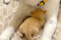 急遽、子猫を引き取ることに→『家にいる犬が受け入れてくれるかな』と心配していたら…あまりにも尊い光景に反響「可愛くて無理」「親子みたい」