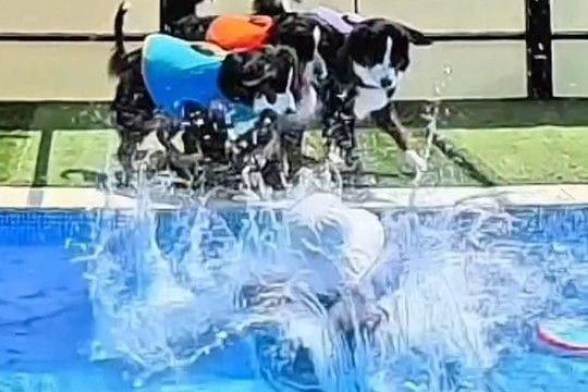 プールで『溺れたフリ』をした結果→4頭の大型犬が焦り、心配をして…家族愛を感じる『感動の光景』が107万再生「めちゃ賢い」「映画になる」