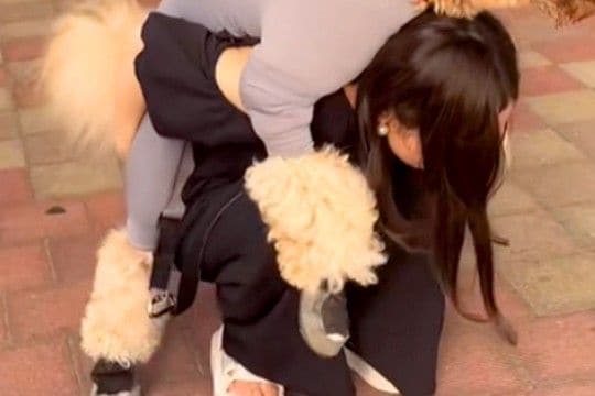 サービスエリアで『疲れた』と駄々をこねる大型犬→『おんぶをおねだり』して…子どものような光景が265万再生「犬に見えない」「人間味がw」
