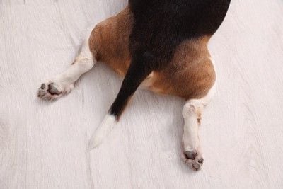 ビーグルのしっぽ