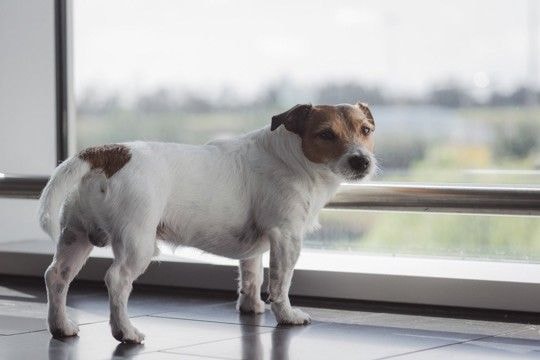 犬が『しっぽを下げている』理由3つ　ネガティブな感情になっているの？注意すべき状態まで