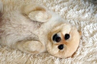 仰向けになる犬