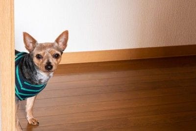 覗いている服を着た犬