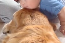 赤ちゃんに向かって『大型犬がゴロンと寝転がった』次の瞬間…驚きと喜びが混ざった『100点の表情』が73万再生「なんか泣けた」「可愛すぎ」