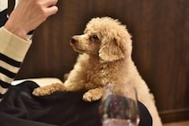 犬からのしつこい『おねだり』適切な対応とは？愛犬がおやつを何度も欲しがるときの対処法まで