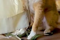 『やけに犬が静かだな』と思い、ふと見てみた結果→窓際でカーテンを…まさかの『悲惨な光景』と『謎の表情』に反響「顔ｗｗ」「なんてこったい」