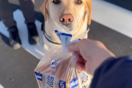 日曜の朝、夫婦が『大型犬とコンビニまでお出かけした』結果→買ったパンを差し出すと…お手伝いの様子が可愛いと反響「うちに配達してほしい」