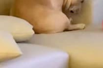 泣いている最中、ふと犬を見てみたら→『悲しい気持ち』になってしまったようで…涙も止まる『まさかの光景』が252万再生「一心同体」「愛情」