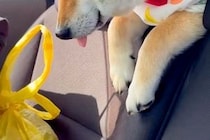 車でお出かけをしている犬→途中で眠たくなってしまい、後部座席から…あまりにも尊い光景に悶絶「この世のものとは思えない可愛さ」「ベロ最高」