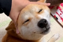 とんでもなく幸せそうな顔で甘える犬→撫でるのをやめた瞬間…想像を超える『表情の変化』が70万再生「分かりやすくて可愛いｗ」「怒ってるｗ」