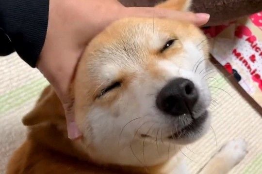 とんでもなく幸せそうな顔で甘える犬→撫でるのをやめた瞬間…想像を超える『表情の変化』が70万再生「分かりやすくて可愛いｗ」「怒ってるｗ」