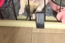 『極小子犬』を飼った初日→『大丈夫かな』と不安に思っていたら…想定外だった『大物すぎる光景』が22万再生「無警戒で草」「女王様の兆しｗ」