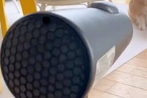 ドライヤーが嫌いな犬→シャンプー後、当てようとしたら…一生乾きそうもない『まさかの光景』に2万いいね「遠すぎｗｗ」「乾いたのか？ｗ」