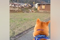 電車を見に来た犬→車両が近づいてきたら『別の場所』が気になってしまい…まさかの『天然っぷり』が18万再生「ウケるｗｗ」「もー可愛すぎ」