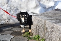 犬が『臆病な性格』かどうか確認する方法とは？怖がりなワンコに育つNG行為まで解説