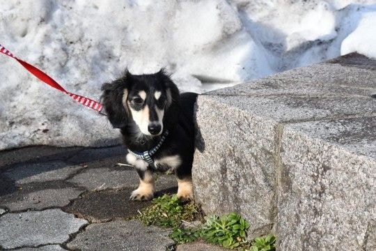 犬が『臆病な性格』かどうか確認する方法とは？怖がりなワンコに育つNG行為まで解説