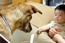 初めて赤ちゃんに近づいた『元猟犬』→『大丈夫かな』と心配していたら…愛を感じる『尊い成長記録』が63万再生「なんて優しい瞳」「素敵すぎ」