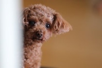 犬が飼い主を怪しんでいるときにみせる行動4つ　信頼度が低下してしまう要因とは？