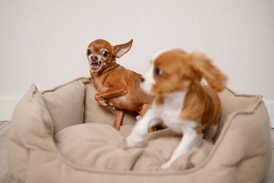『犬見知りな犬』がよくする行動3つ 社交的な性格に育てるコツや飼い主がすべき配慮まで