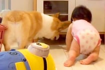 隙間に入ったおもちゃが取れなかった赤ちゃんと犬→成長すると…あまりにも平和な『助け合いの光景』が124万再生「ほっこり」「嬉しそう」
