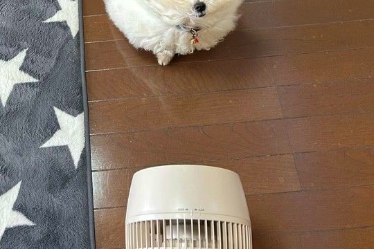 暑くなってきたので、扇風機を出したら→犬が興味津々でやってきて…まさかの『原型がない光景』に3万いいね「お月様ｗ」「顔が食べられてて草」