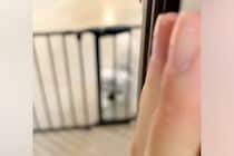 トリミングサロンに3時間預けた犬をお迎えへ→ドアを開けた瞬間に…『数年ぶりの再会』のような光景に反響「遅い！って言ってるｗ」「可愛い」