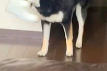 『やけに犬がおとなしいな』と思っていたら、こっそりとお風呂場から出てきて…バレバレすぎる光景が52万再生「これは怒れない」「上目遣いｗ」
