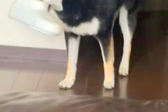 『やけに犬がおとなしいな』と思っていたら、こっそりとお風呂場から出てきて…バレバレすぎる光景が52万再生「これは怒れない」「上目遣いw」