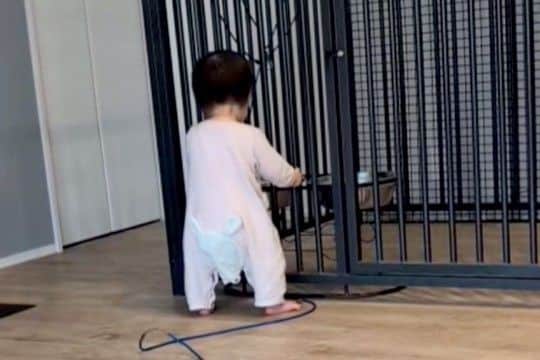 体重差が50キロもある『小さな女の子と超大型犬』→心配でいつも様子を見ていて…『相思相愛な光景』に反響「優しいお兄ちゃん」「仲良し」