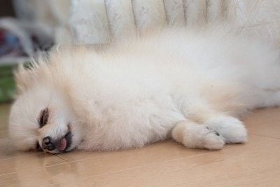 リラックスして寝ている犬