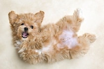 犬が飼い主の前で『へそ天』をする理由6選　愛犬がリラックスできる環境づくりまで解説