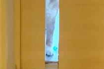 仕事のため、家を出ようとしたら『お留守番する犬』が…今すぐ仕事をやめたくなる『ドア越しの光景』に反響「キツいｗｗ」「引き返しちゃう」