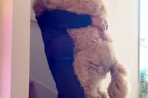 階段を降りられない大型犬→毎朝、パパに甘えんぼして…見た目と裏腹な『赤ちゃんすぎる光景』が502万再生「自分の大きさわかってなさそうｗ」