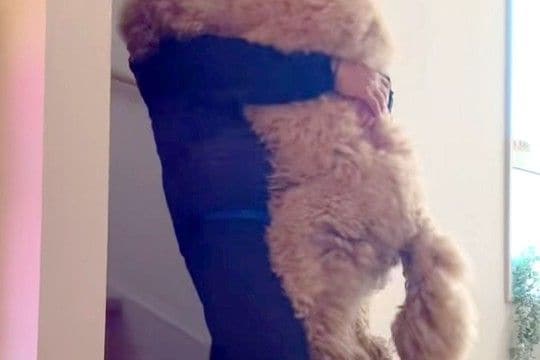 階段を降りられない大型犬→毎朝、パパに甘えんぼして…見た目と裏腹な『赤ちゃんすぎる光景』が502万再生「自分の大きさわかってなさそうｗ」