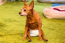 4年前から歩けなくなってしまった老犬→それでも嬉しそうにして…勇気を貰える『今を全力で生きる光景』に感動続々「最高に幸せ」「長生きして」