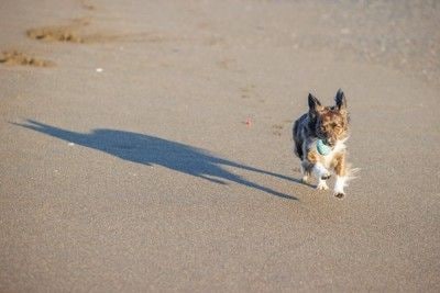 散歩拒否の柴犬