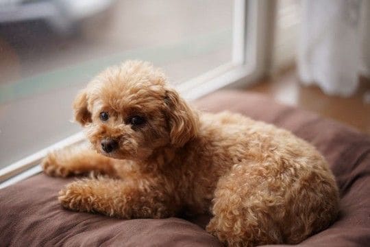 犬が短命になる飼い主の『親バカ行為』5選　愛犬の健康に悪影響を与える危険行為とは？