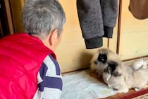 おばあちゃんに内緒で『4匹目の子犬』を飼った結果→連れて帰ると…気付いた瞬間の『100点の反応』が27万再生「可愛すぎ」「パニックで草」