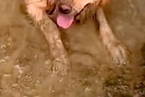 ドロドロに汚れて帰ってきた大型犬→外出中の様子を確認した結果…思わず絶望する『衝撃の光景』が90万再生「大満足の顔ｗ」「最高に幸せそう」