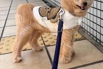 強風の日、外に出た『もふもふの犬』→顔面の形が変わってしまい…『同じ犬とは思えない光景』に爆笑の声「空飛んできた帰り？」「可愛いｗ」