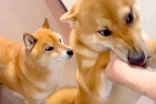 大好きな人が遊びにきて喜ぶ犬→弟犬が甘えていたら…想像以上に『ヤキモチを妬く光景』が38万再生「感情爆発してて可愛い」「独占したいんだ」