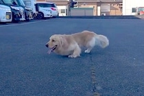 両足に障がいを持ち『歩くことができない大型犬』を保護→医者には『長生きできない』と言われ…嘘のような『現在』が206万再生「勇気貰った」