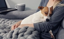 夫婦が離婚した場合、飼っている犬はどうなる？飼育権は誰のものになるの？
