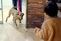 手術のために入院していた犬→1週間ぶりに家族と再会したら…愛にあふれた瞬間に感動続々「素敵なご家族」「泣きそう」「とっても嬉しそう」