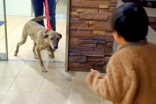 手術のために入院していた犬→1週間ぶりに家族と再会したら…愛にあふれた瞬間に感動続々「素敵なご家族」「泣きそう」「とっても嬉しそう」