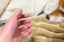手を出すと『自動的に撫でられに来るシステム』を搭載した犬→ピトッと頬を摺り寄せて…可愛すぎる行動が14万表示「最高」「声出して笑った」