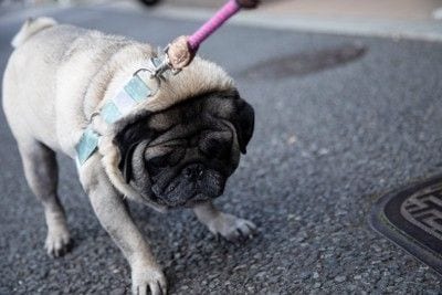 前に進むのを嫌がる犬