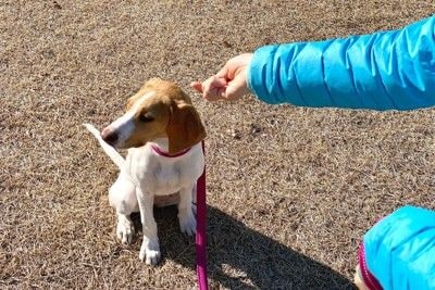 しっぽを下げてかがむ茶白の犬
