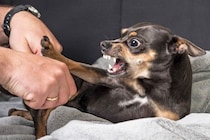 犬の『態度が悪い』ときに考えられる心理とは？問題行動をみせる理由や対処法まで