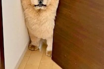 『オットセイのような声』が聞こえたので見に行った結果→犬がドアで困り果てていて…まさかの光景と表情に2万いいね「絶望ｗｗ」「切ない目」